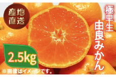 極早生 由良 みかん 約 2.5kg 産地直送 柑橘 みかん 訳あり フルーツ 果物 蜜柑 オレンジ ご家庭用