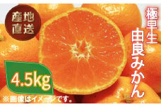 極早生 由良 みかん 約 4.5kg 産地直送 柑橘 みかん 訳あり フルーツ 果物 蜜柑 オレンジ ご家庭用