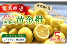 訳あり みかん 黄金柑 5kg 西浦 蜜柑 柑橘 オレンジ 減農薬 木負観光みかん園 数量限定
