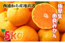 【価格改定予定】極早生 由良 みかん 約 5kg  産地直送 数量限定 柑橘 西浦 沼津 蜜柑