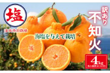 海塩を与えて栽培した 不知火 予約受付 3月中,下旬 順次発送 訳あり 計 4kg 以上 傷み補償分 1玉付き デコポンと同一品種 しらぬい 西浦みかん 柑橘 果物 フルーツ 沼津市 静岡県 