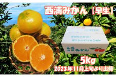 【価格改定予定】早生 みかん 約 5kg  産地直送 柑橘 西浦 沼津 蜜柑　訳あり