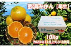 【価格改定予定】早生 みかん 約 10kg  産地直送 柑橘 西浦 沼津 蜜柑 訳あり