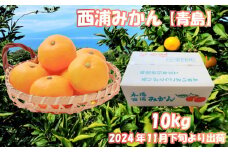 【価格改定予定】青島 みかん 約 10kg  産地直送 柑橘 西浦 沼津 蜜柑　訳あり