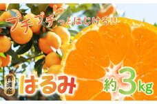 【価格改定予定】はるみ 約3kg  2S～Mサイズ 2月中旬から順次配送 産地直送  柑橘 西浦 沼津 みかん