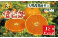 せとか 12個 約 2.5 kg 【 はら みかん 農園 】 柑橘 オレンジ 沼津 静岡 フルーツ 直送 数量 限定