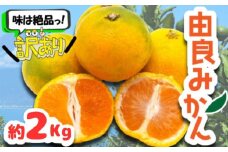 訳あり 由良 みかん 約2kg ( みかん 果物 早生 みかん フルーツ 西浦 柑橘 オレンジ 国産 ゆら 静岡 沼津 )