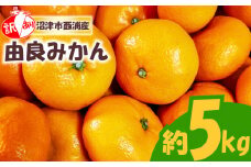訳あり 由良 みかん 約5kg 産地直送 柑橘 みかん 訳あり フルーツ 果物 蜜柑 オレンジ ご家庭用