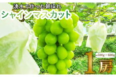【予約受付】 数量限定 9月から順次発送 シャインマスカット 1房 朝採り ぶどう  産地直送 沼津市