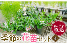 季節 の 花苗 セット ガーデニング 小 寄せ植え 季節 お花 贈り物 フラワー ギフト 庭園 プランター シーズン おすすめ オススメ 駿河 ガーデン プレゼント ギフト 静岡 沼津 母の日 父の日