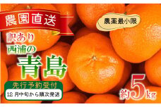 訳あり みかん 青島 5kg 西浦 蜜柑 柑橘 オレンジ 木負観光みかん園  ( 数量限定 みかん 果物 みかん フルーツ みかん 柑橘 みかん 国産 ) 