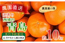 訳あり みかん 青島 10kg 西浦 蜜柑 柑橘 オレンジ 木負観光みかん園  ( 数量限定 みかん 果物 みかん フルーツ みかん 柑橘 みかん 国産 ) 