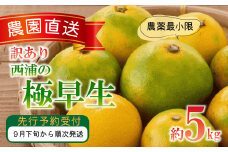 訳あり みかん 極早生 5kg 西浦 蜜柑 柑橘 オレンジ ミカン  ( 数量限定 みかん 果物 みかん フルーツ みかん 柑橘 みかん 国産 )