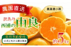 訳あり 由良 みかん 5kg 西浦 蜜柑 柑橘 オレンジ ( 数量限定 みかん 果物 みかん フルーツ みかん 柑橘 みかん 国産 ) 