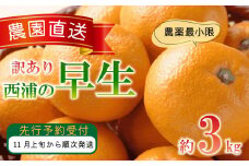 訳あり みかん 早生 3kg 西浦 蜜柑 柑橘 オレンジ ミカン  ( 数量限定 みかん 果物 みかん フルーツ みかん 柑橘 みかん 国産 )