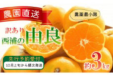 訳あり 由良 みかん 3kg 西浦 蜜柑 柑橘 オレンジ ( 数量限定 みかん 果物 みかん フルーツ みかん 柑橘 みかん 国産 )