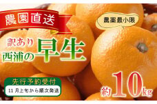 訳あり みかん 早生 10kg 西浦 蜜柑 柑橘 オレンジ 木負観光みかん園  ( 数量限定 みかん 果物 みかん フルーツ みかん 柑橘 みかん 国産 )
