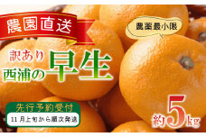 訳あり みかん 早生 5kg 西浦 蜜柑 柑橘 オレンジ 木負観光みかん園  ( 数量限定 みかん 果物 みかん フルーツ みかん 柑橘 みかん 国産 )