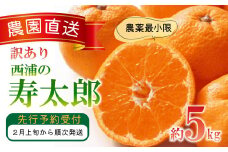 訳あり みかん 寿太郎 5kg 西浦 蜜柑 柑橘 オレンジ 木負観光みかん園 ランキング 糖度 美味しい コスパ 甘い 人気 時期 旬 静岡 沼津 おいしい