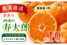 訳あり みかん 寿太郎 10kg 西浦 蜜柑 柑橘 オレンジ 木負観光みかん園 ランキング 糖度 おいしい コスパ 甘い 人気 時期 旬 静岡 沼津 美味しい