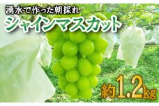 【予約受付】 数量限定 シャインマスカット 2房 約1.2kg 9月から順次発送 【 土と湧水にこだわり 愛情を込めて 育て上げました 】 沼津市 産地直送 朝採り ぶどう 沼津市 静岡