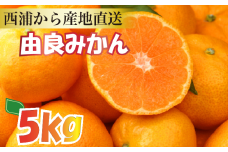 【産地直送】【予約受付】みかん 由良みかん  約 5kg  【 沼津 西浦 で たくさん の太陽と海風に育まれました みかん をお届け 】 数量限定 柑橘 フルーツ 西浦 沼津 蜜柑 