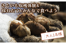 さといも堀り ＆ 採れたて試食会 体験 地元シェフ と 採れたて 野菜 をみんなで食べよう こども 親子 沼津 戸田  実季楽農園 【海と山に育まれた 戸田 の恵を掘り起こそう】  収穫 収穫体験 大人 1名 さといも 掘り 体験 試食 観光 静岡 沼津