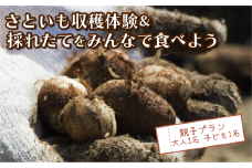 さといも堀り ＆ 採れたて試食会 体験 地元シェフ と 採れたて 野菜 をみんなで食べよう こども 親子 沼津 戸田  実季楽農園 【海と山に育まれた 戸田 の恵を掘り起こそう】  収穫 収穫体験 大人 1名 子ども 1名 さといも 掘り 体験 試食 観光 静岡 沼津