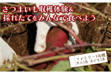 さつまいも堀り ＆ 採れたて試食会 体験 地元シェフ と 採れたて 野菜 をみんなで食べよう こども 親子 沼津 戸田  実季楽農園 【海と山に育まれた 戸田 の恵を掘り起こそう】  収穫 収穫体験 大人 2名 子ども 1名 さつまいも 掘り 体験 試食 観光 静岡 沼津