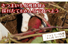 さつまいも堀り ＆ 採れたて試食会 体験 地元シェフ と 採れたて 野菜 をみんなで食べよう こども 親子 沼津 戸田  実季楽農園 【海と山に育まれた 戸田 の恵を掘り起こそう】  収穫 収穫体験 大人 2名 子ども 2名 さつまいも 掘り 体験 試食 観光 静岡 沼津