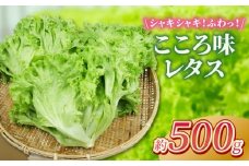 野菜 レタス こころ味レタス 約 500g リーフレタス 新鮮 摘みたて 就労支援 こころみファーム 産地直送 産直 静岡県 沼津市