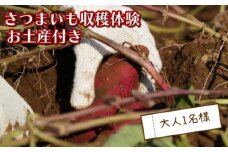 さつまいも堀り お土産付き 大人 1名 沼津 戸田  実季楽農園 【海と山に育まれた 戸田 の恵を掘り起こそう】 収穫 収穫体験 体験 野菜 さつまいも 掘り 思い出 観光 沼津市 静岡県