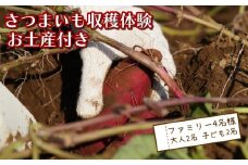 さつまいも堀り お土産付き 大人 2名 子ども 2名 沼津 戸田  実季楽農園 【海と山に育まれた 戸田 の恵を掘り起こそう】 収穫 収穫体験 体験 野菜 さつまいも 掘り 思い出 観光 沼津市 静岡県