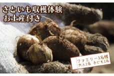さといも堀り お土産付き 大人 2名 子ども 1名 沼津 戸田  実季楽農園 【海と山に育まれた 戸田 の恵を掘り起こそう】 収穫 収穫体験 体験 野菜 さといも 掘り 思い出 観光 沼津市 静岡県