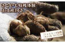 さといも堀り お土産付き 大人 2名 子ども 2名 沼津 戸田  実季楽農園 【海と山に育まれた 戸田 の恵を掘り起こそう】 収穫 収穫体験 体験 野菜 さといも 掘り 思い出 観光 沼津市 静岡県