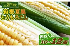 箱根夏風とうもろこし 10本～12本 野菜 夏野菜 トウモロコシ とうもろこし コーン 朝採れ 