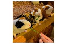 伊豆シャボテン動物公園ペア入園引換券(エサあげチケット&グッズつき)2名様【1014970】