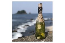 白ワイン潜酔酒(シャルドネ)【1380226】