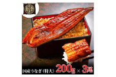[№5695-1762]うなぎ蒲焼 200g×3尾(600g) うなぎ ウナギ 鰻 蒲焼 蒲焼き冷凍 国産 大五 大五通商 静岡 島田市