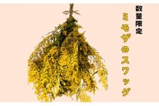 [№5695-1782]花 ＜数量限定＞ ミモザのスワッグ【3月初旬より順次発送】 生花 ドライフラワー スワッグ ハンドメイド プレゼント ※配送不可:離島