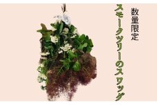 [№5695-1783]花 ＜数量限定＞ スモークツリーのスワッグ【4月下旬より順次発送】 生花 ドライフラワー スワッグ ハンドメイド プレゼント ※配送不可:離島