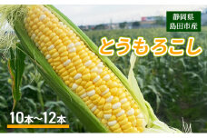 [№5695-1802]【2025年6月上旬より順次発送】静岡県島田市産 とうもろこし 10本～12本【配送不可：北海道・沖縄・離島】