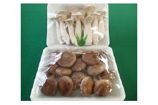 きのこ 「美味しいきのこセット」 富士山タマチョレイ茸・紅富士茸(椎茸)・エリンギ 野菜 キノコ 富士市 食品 (1040)