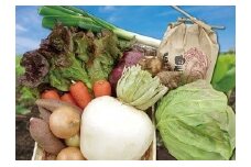 富士の新鮮な季節野菜セット 詰め合わせ 旬 新鮮 富士市 【配送不可地域：沖縄・離島】 [sf001-009]