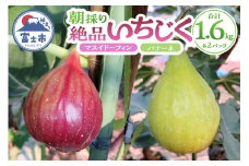 【8月頃から順次発送予定】 朝採り 絶品 いちじく (マスイドーフィン + バナーネ) 4パック（各400g × 2種 × 2パック) 国産 ご当地 富士山 お取り寄せ 限定 減農薬 減肥料 安心 安全 高品質 生食 ジャム 富士市 果物 フルーツ(a1014)