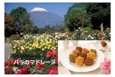 富士のまちを「彩る」〜バラいっぱい3776事業〜B マドレーヌ 薔薇 銘菓 手作り スイーツ 洋菓子 ギフト 贈答 静岡県 富士市 [sf002-053]