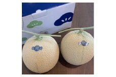 訳あり静岡温室マスクメロン2個入_ メロン マスクメロン めろん ますくめろん 訳あり 2個 大玉 温室 果物 くだもの フルーツ 甘い デザート 産直 産地直送 家庭用 自宅用 静岡県 送料無料 【1438410】
