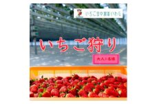 いちご空中農園いわた　いちご狩り入園券_ いちご狩り イチゴ狩り 苺狩り いちご イチゴ 苺 チケット 入園券 券 ストロベリー 果物 くだもの フルーツ 新鮮 デザート 大人 1枚 食べ比べ 体験 体験チケット レジャー 農園 静岡 送料無料 【1450154】