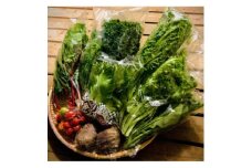 ご夫婦2人で食べきり量のサラダボウルが作れる野菜詰め合わせセット＜少量パック8品目＞【1454133】