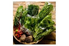多彩な食味のサラダボウルが作れる野菜詰め合わせセット＜新鮮サラダ野菜12品目＞【1454167】